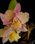 Blc. Momilani Rainbow